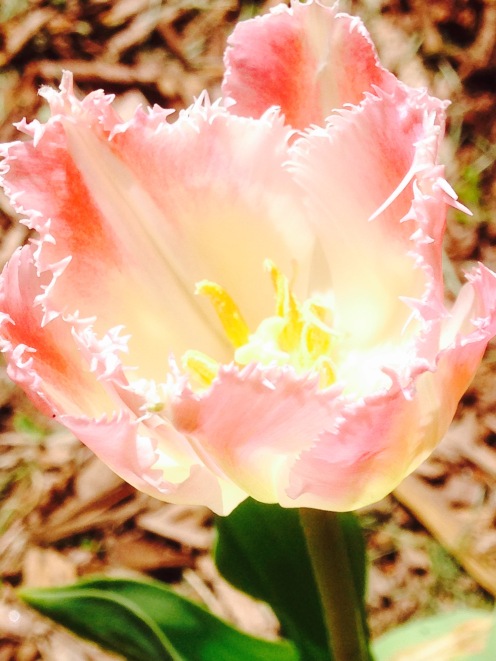 Fringed Tulip - Bell Song